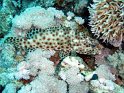 030508_Abu Kefan - Merou marbre - Dsc02234~